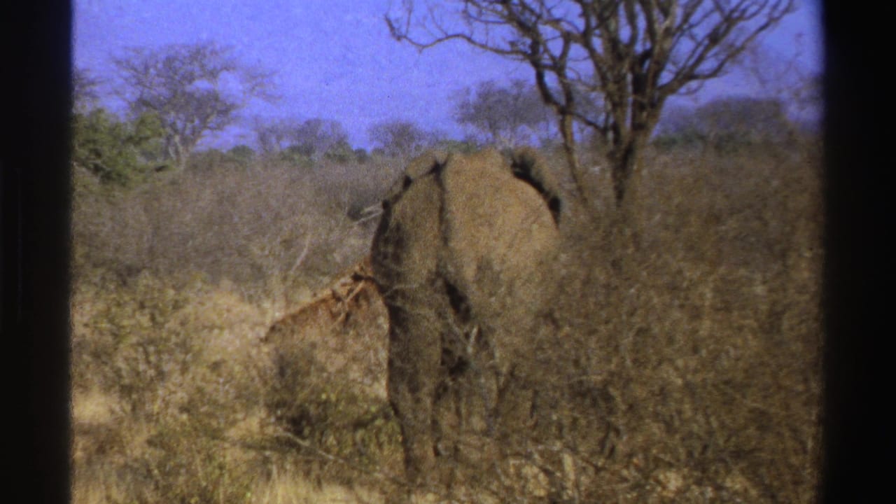 Elephant partly hidden in brush, with a tall animal visible behind it.