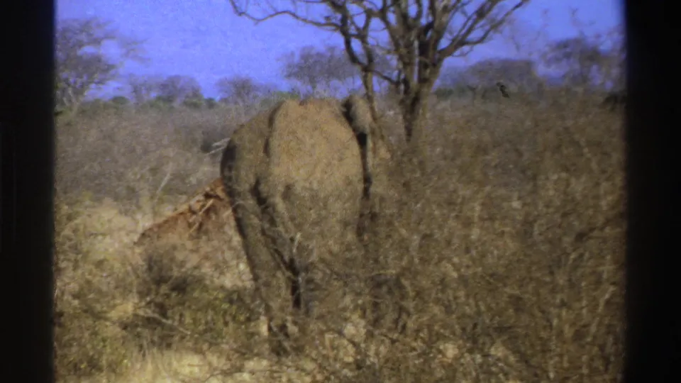 1969 South Africa 8mm frame of an elephant moving through dense dry shrubs, partly obscured by vegetation and trees.