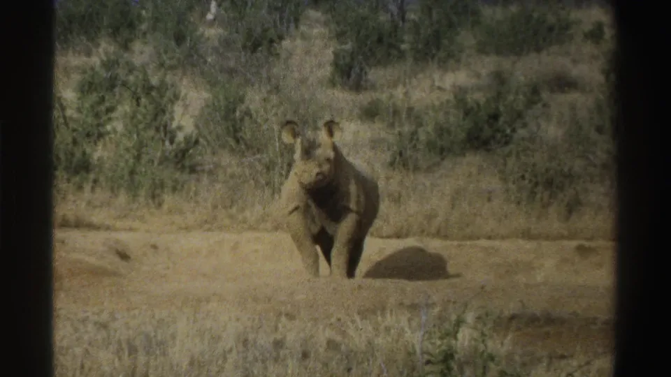 1969 South Africa 8mm frame of a young rhinoceros standing in open ground, facing the camera with scrub vegetation behind it.