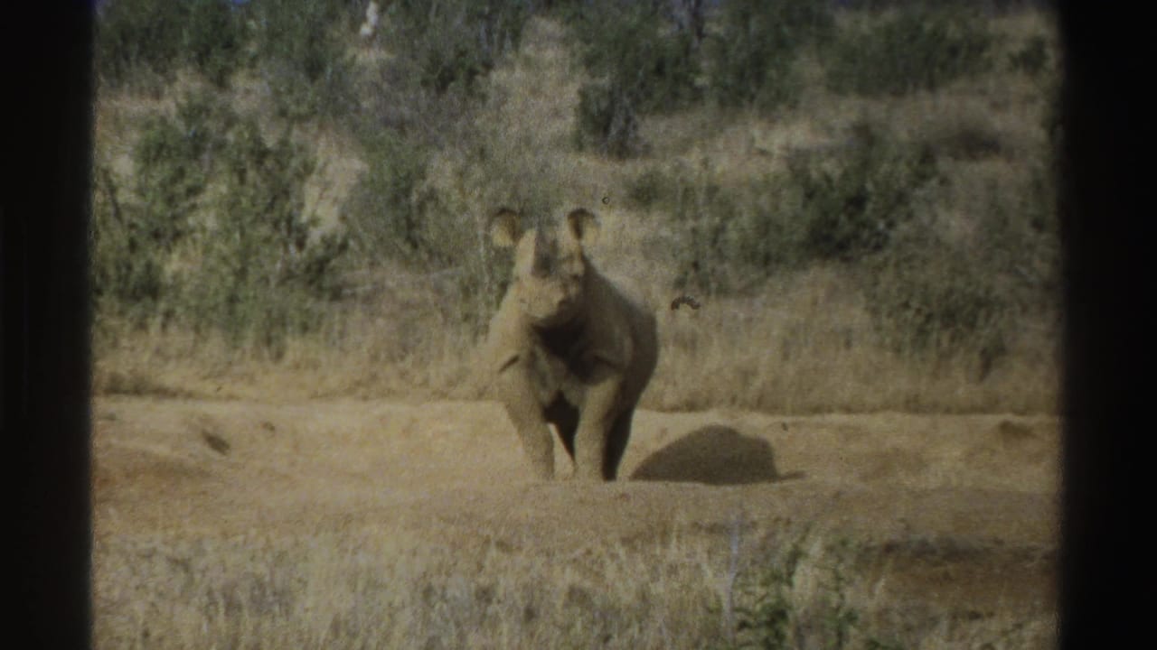 Young rhinoceros standing on dusty ground in dry grassland with scrub behind it.