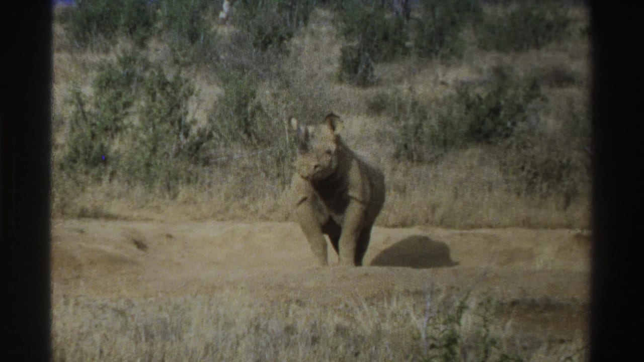 1969 South Africa 8mm frame with a young rhinoceros in a savanna clearing and a small bird visible to the left of the animal.