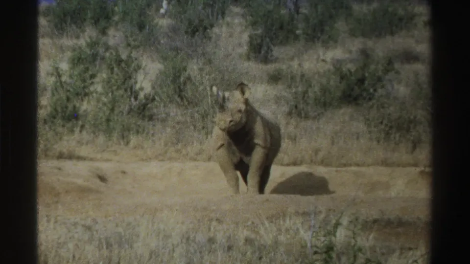 1969 South Africa 8mm frame with a young rhinoceros in a savanna clearing and a small bird visible to the left of the animal.