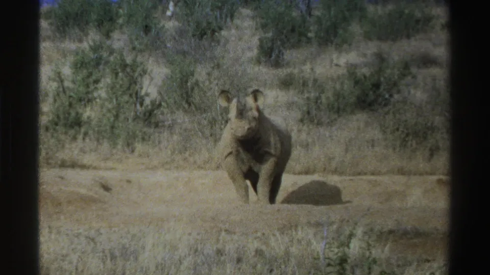 1969 South Africa 8mm frame showing the young rhinoceros centered in a dusty savanna clearing with tall grass and brush in the background.