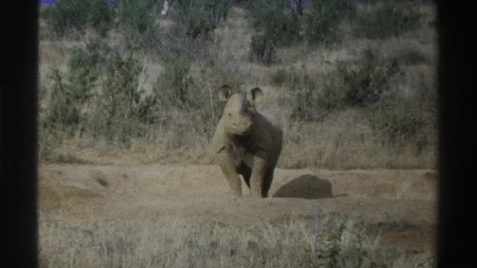 1969 South Africa 8mm frame showing a young rhinoceros in dry savanna grass, angled slightly with scrub vegetation behind it.