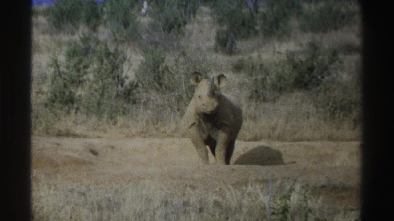 Young rhinoceros in 1969 South Africa footage stands facing the camera across dry grass and low shrubs.