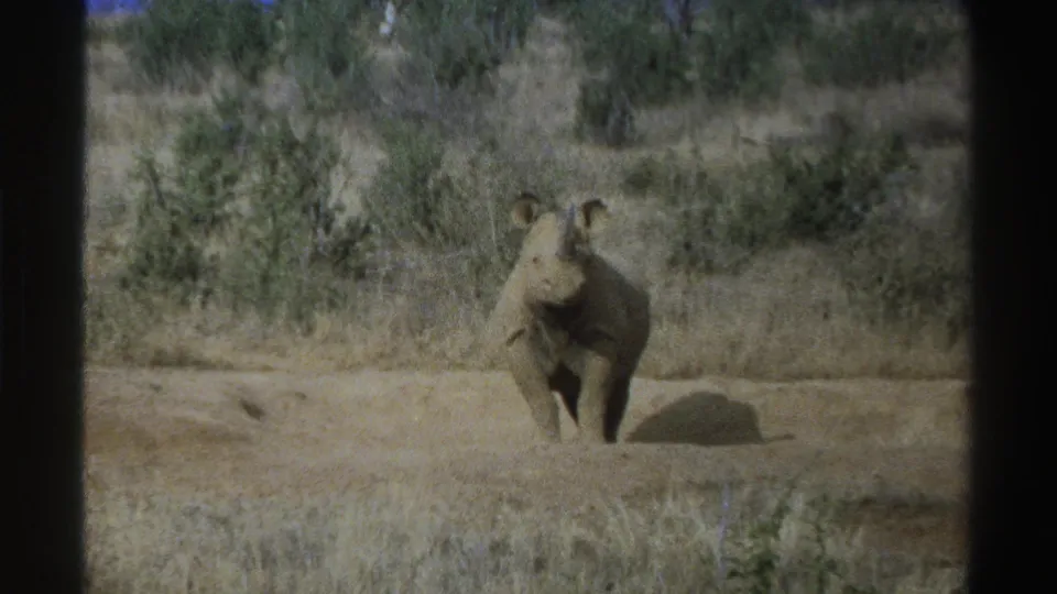 Young rhinoceros in 1969 South Africa footage stands facing the camera across dry grass and low shrubs.