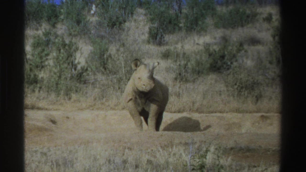 Young rhinoceros stands in the distance on open ground with scrub vegetation behind it.