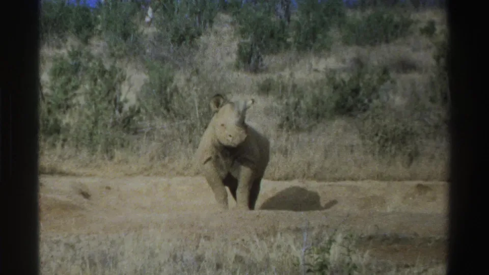 Young rhinoceros stands in sunlit South African grassland, seen from an amateur 8mm camera position.