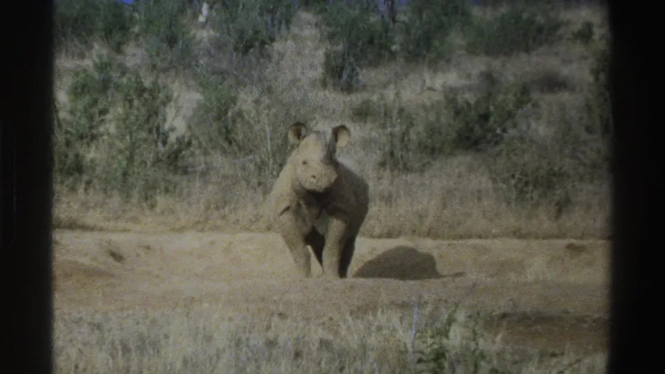 Young rhinoceros remains in view in the 1969 South Africa 8mm clip, framed by dry grass, shrubs, and dark film borders.