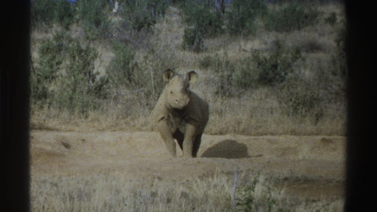 Rhinoceros facing the camera in a dusty field with dry grass and shrubs behind it.