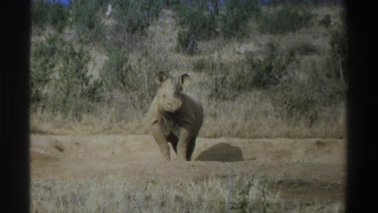 1969 South Africa home-movie frame with a rhinoceros standing in sunlight near a low earthen bank and dry brush.