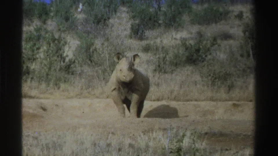 1969 South Africa home-movie frame with a rhinoceros standing in sunlight near a low earthen bank and dry brush.