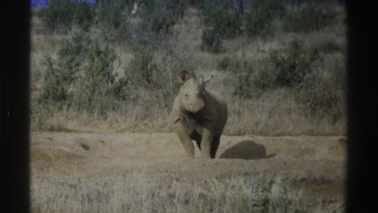 1969 South Africa 8mm frame showing a young rhinoceros facing the camera across dry grass and scrub.