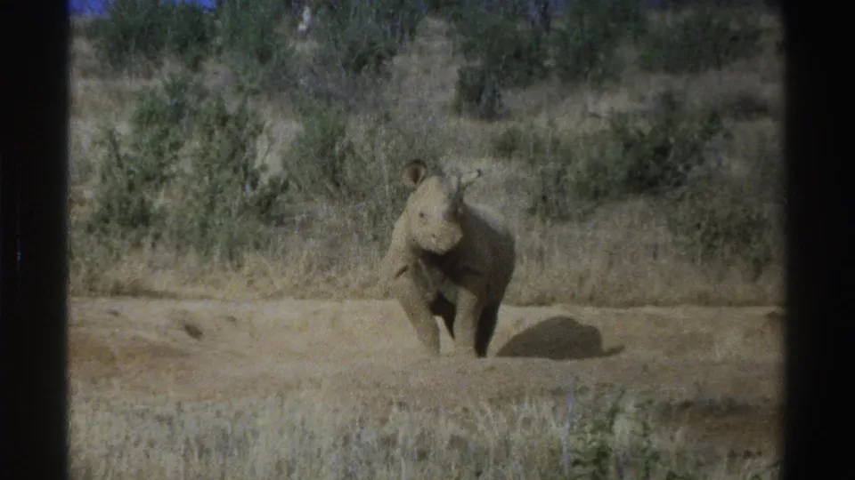 1969 South Africa 8mm frame showing a young rhinoceros facing the camera across dry grass and scrub.