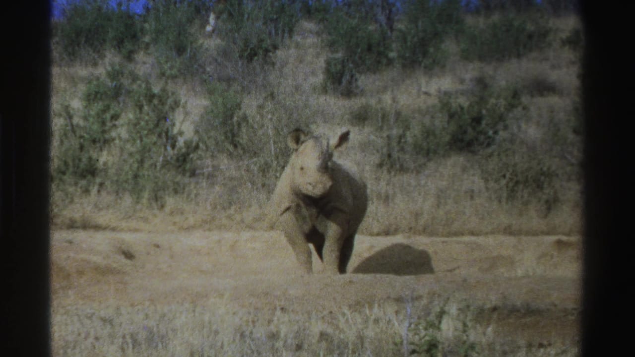 Rhinoceros facing forward in a sunlit dry landscape with brush behind it.