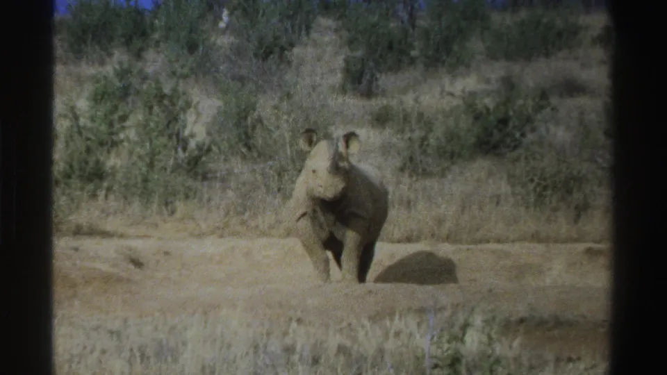 A vintage 8mm frame shows the rhinoceros slightly closer in the dry South African landscape.