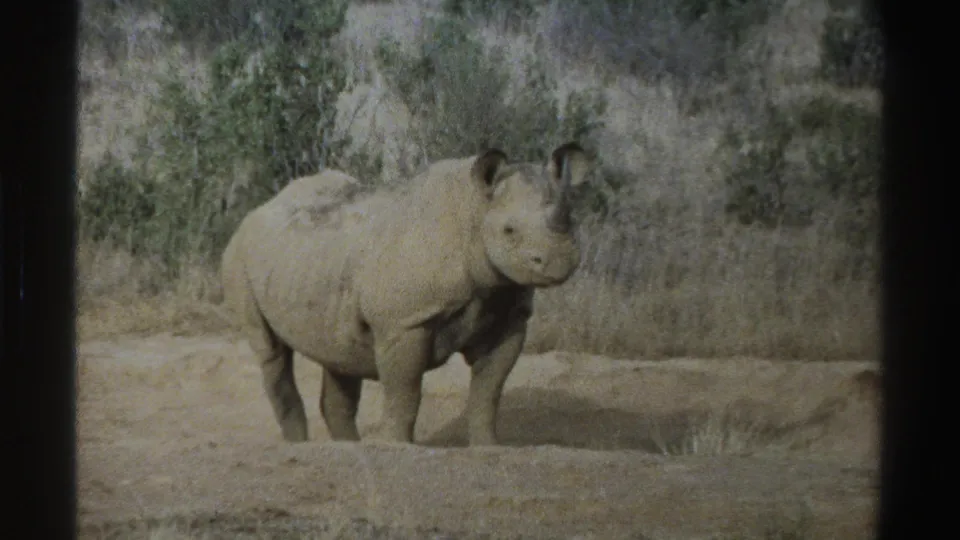 A side view of the rhinoceros in 1969 South Africa, standing in bright sun against dry brush and grass.