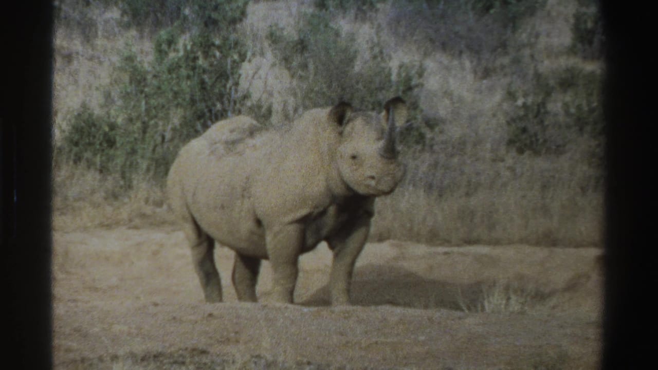 1969 South Africa 8mm frame showing a rhinoceros facing the camera in a dry grassy landscape.