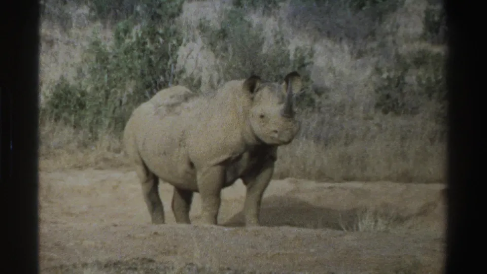 1969 South Africa 8mm frame showing a rhinoceros facing the camera in a dry grassy landscape.