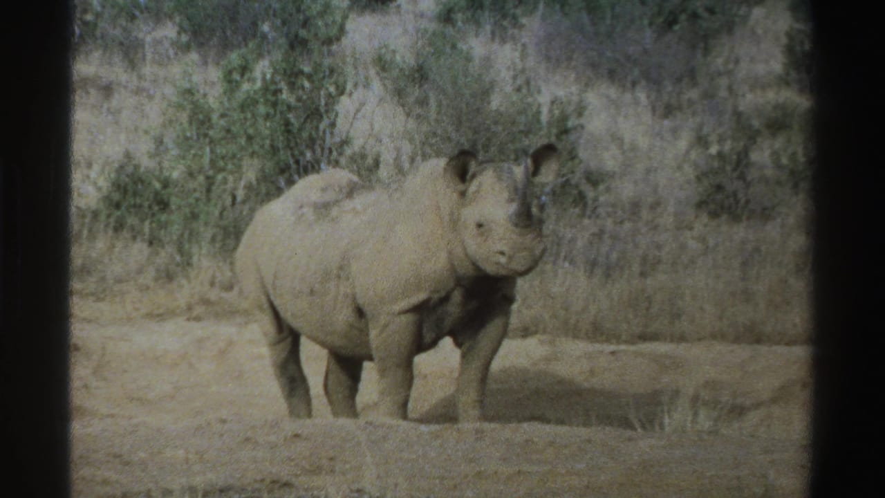 Rhinoceros facing forward in a dry open landscape.