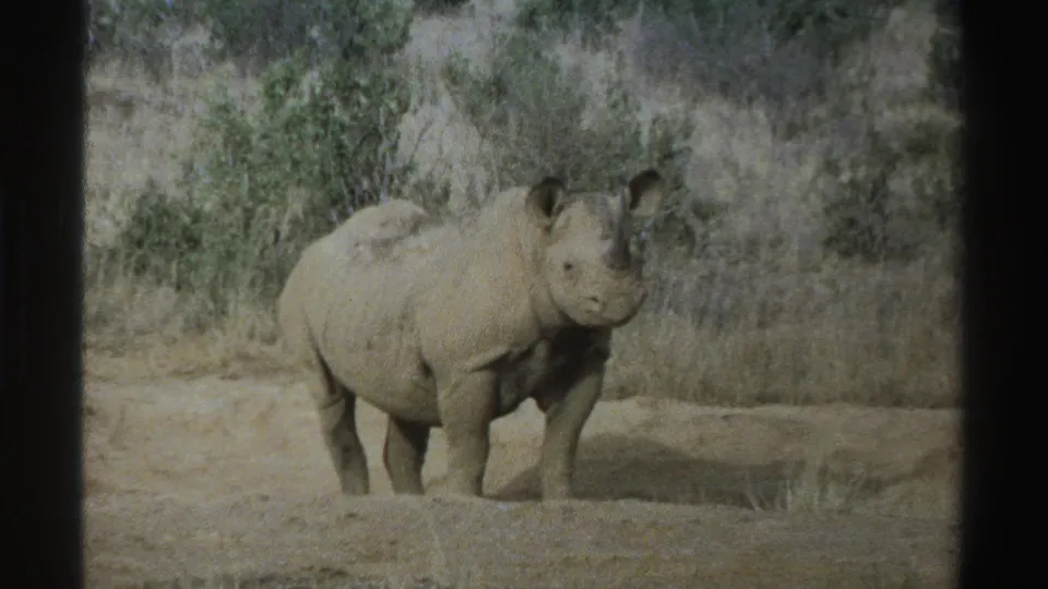 1969 South Africa 8mm frame of a rhinoceros watching toward the camera amid dry grass and shrubs.
