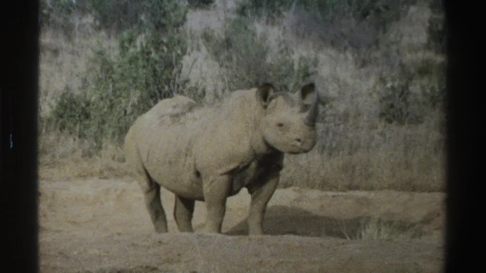 1969 South Africa 8mm frame showing the rhinoceros slightly angled, with dry brush and pale grasses behind it.