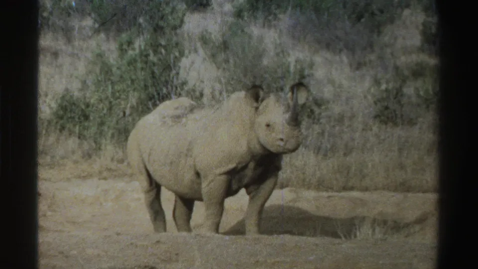 1969 South Africa 8mm frame with the rhinoceros paused in a sparse dry landscape, looking toward the lens.