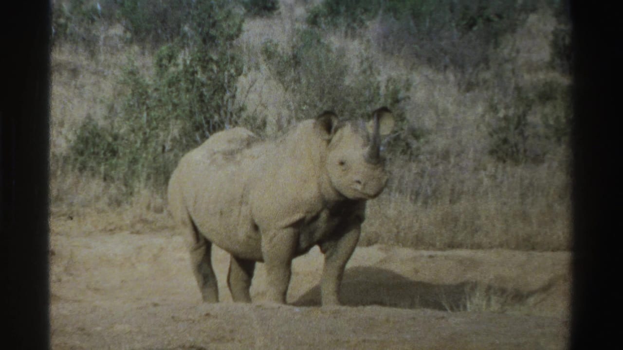 1969 South Africa 8mm frame showing a rhinoceros standing in dry bush habitat with sparse vegetation behind it.