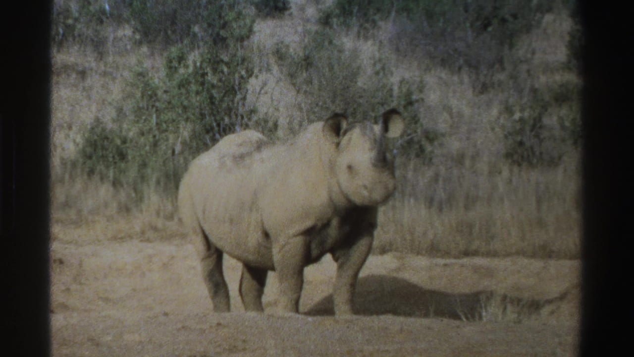 Rhinoceros facing the camera from a dry open area with scrub behind it.