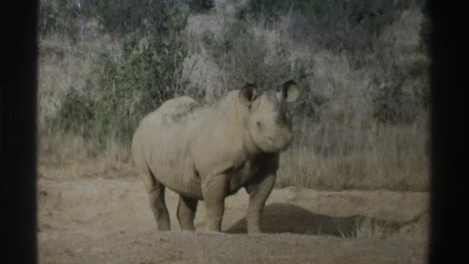 1969 South Africa 8mm frame of a rhinoceros facing the camera in a dry, scrubby natural setting.