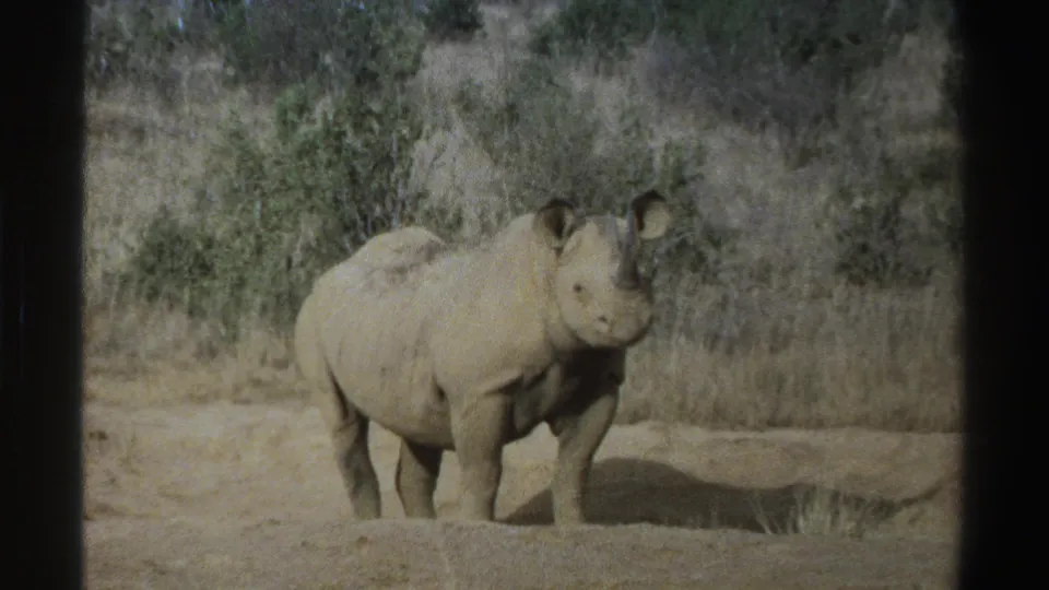 1969 South Africa 8mm frame showing a rhinoceros in partial profile amid dry grass and scrub vegetation.