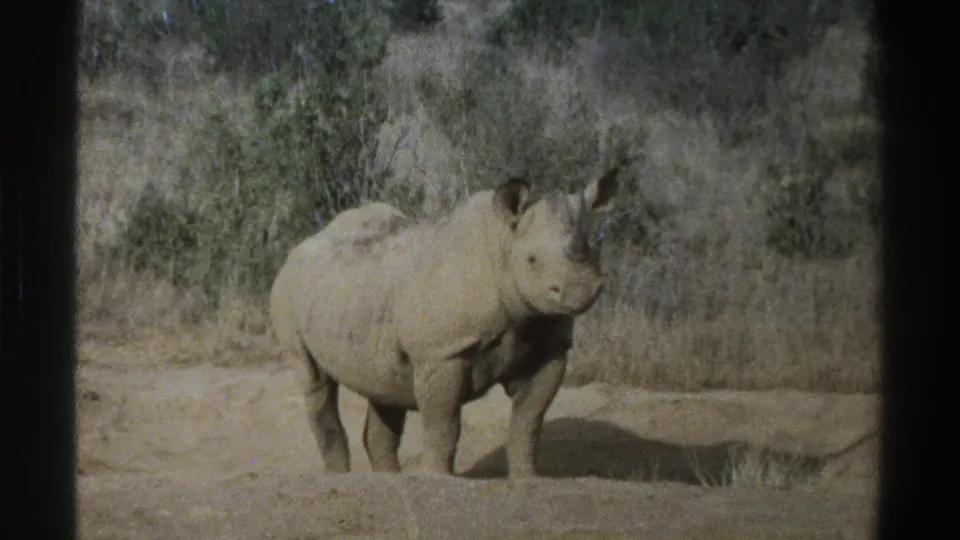 1969 South Africa 8mm frame of a rhinoceros standing in dry habitat with bushes, grass, and soft archival grain.