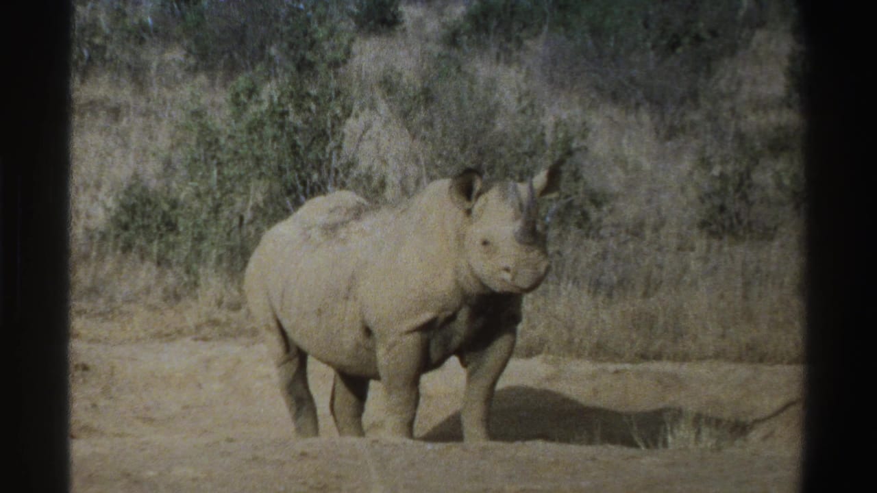 Rhinoceros standing on dry ground with shrubs and grasses behind it.