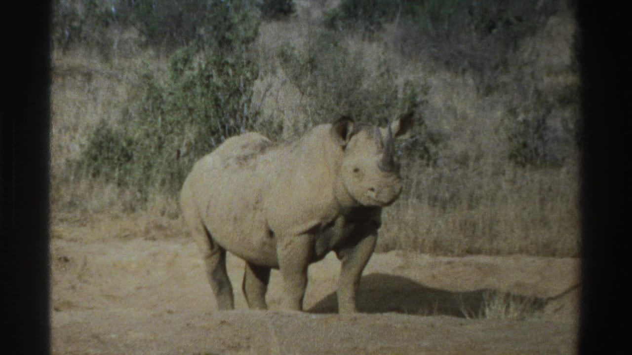 Rhinoceros in a dry South African savanna setting, captured on 1969 8mm film with shrubs and grasses in the background.