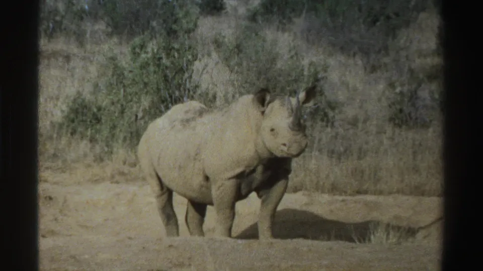Rhinoceros in a dry South African savanna setting, captured on 1969 8mm film with shrubs and grasses in the background.