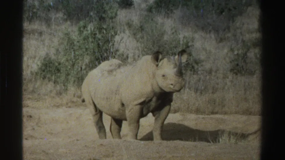 Soft 8mm frame of a rhinoceros standing in South Africa, with dry grasses, shrubs and visible film-frame borders.