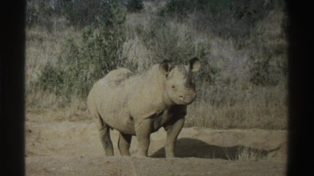 1969 South Africa 8mm frame of a young rhinoceros standing calmly in dry savanna scrub, seen from a modest distance.