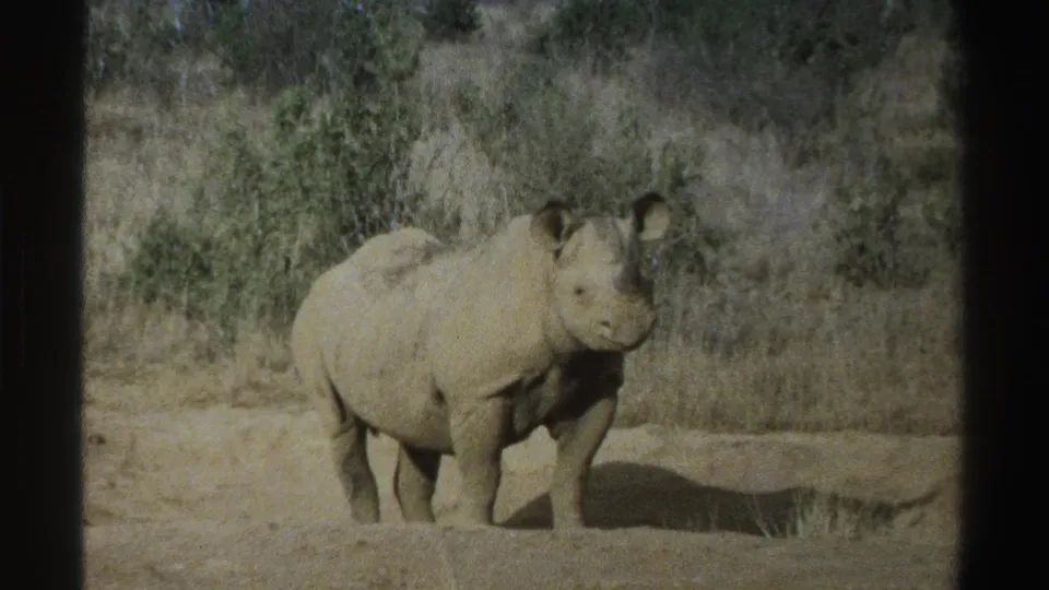 1969 South Africa 8mm frame of a young rhinoceros standing calmly in dry savanna scrub, seen from a modest distance.