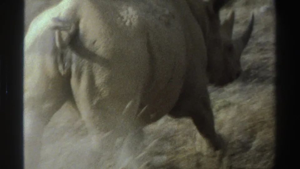 Close 1969 South Africa 8mm frame of a rhinoceros from the rear as it turns across dry, dusty ground.