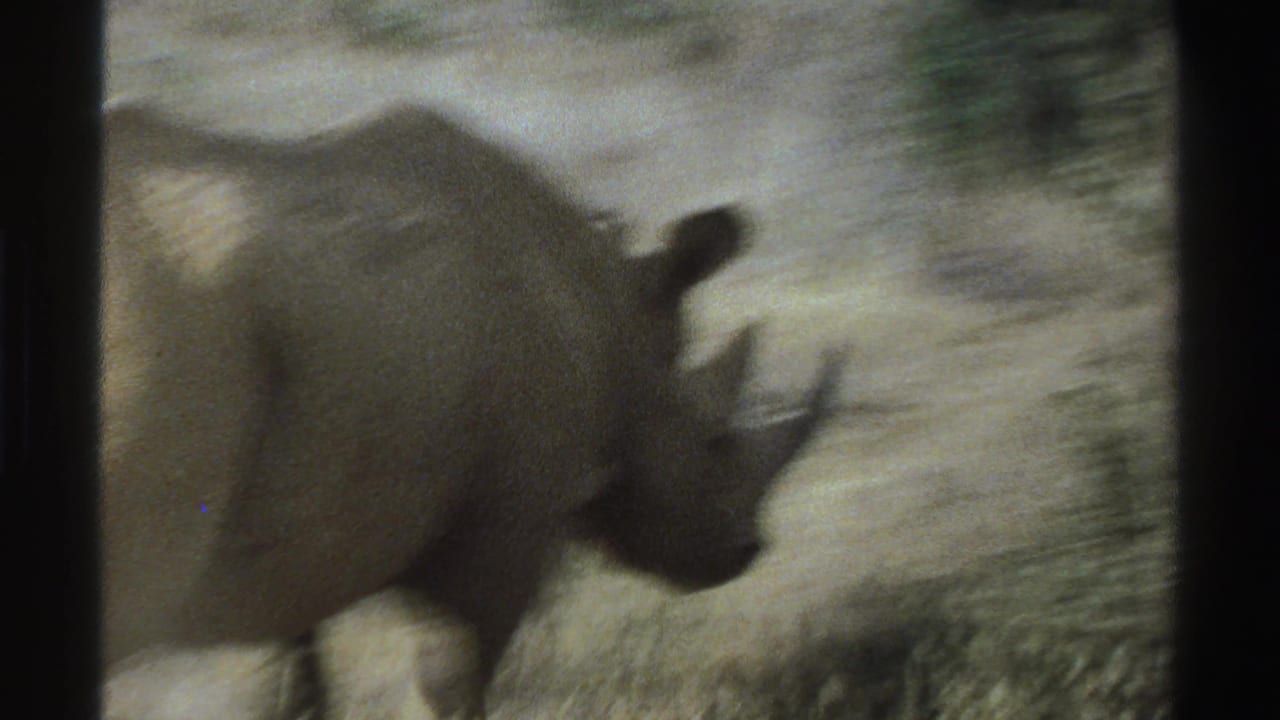 Rhinoceros partly blurred as it moves through dry grass beside shrubs.