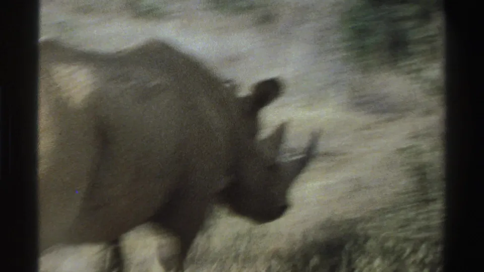 1969 South Africa 8mm frame showing a rhinoceros close to camera, partly blurred while moving through dry savanna vegetation.
