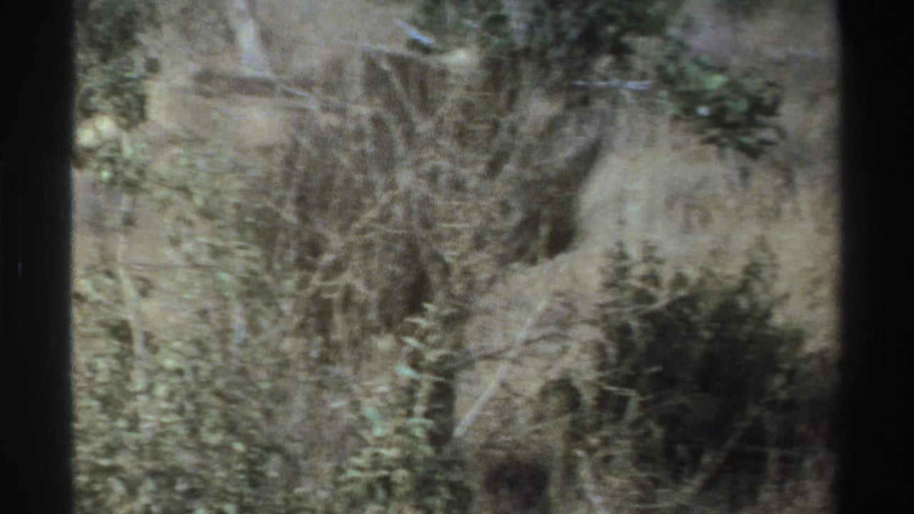 Soft 8mm view of South African savanna brush, with the rhinoceros difficult to distinguish among shrubs and trees.