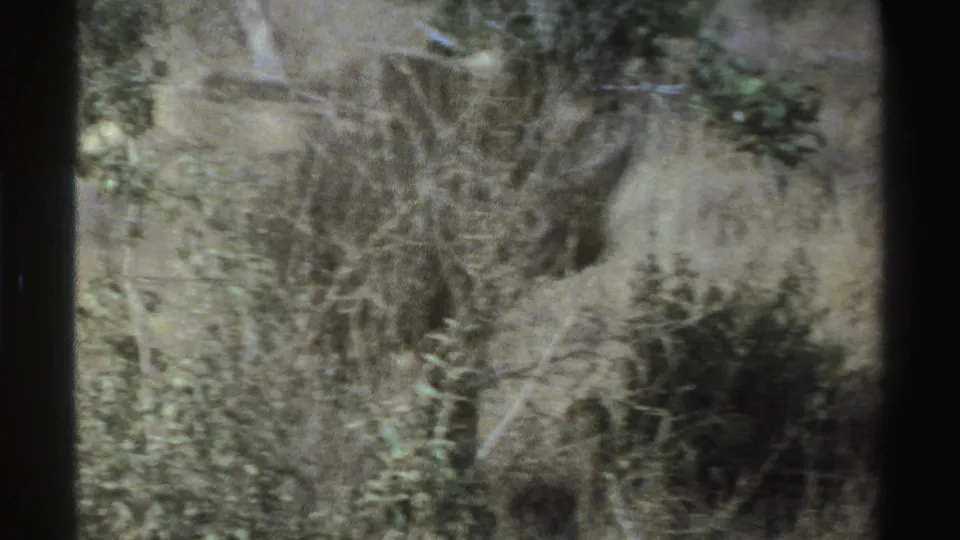 Soft 8mm view of South African savanna brush, with the rhinoceros difficult to distinguish among shrubs and trees.