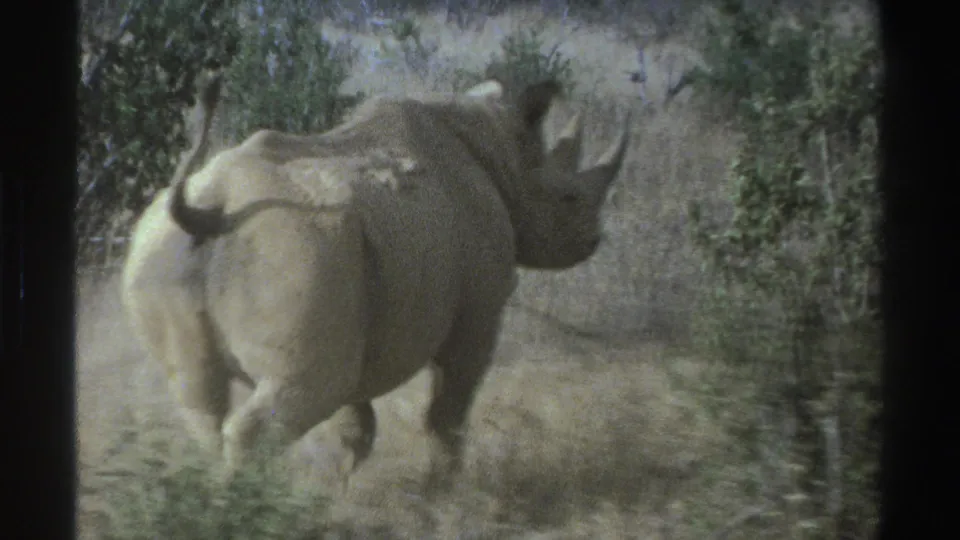 1969 South Africa 8mm frame with a rhinoceros seen from behind as it moves away through dry grass and shrubs.