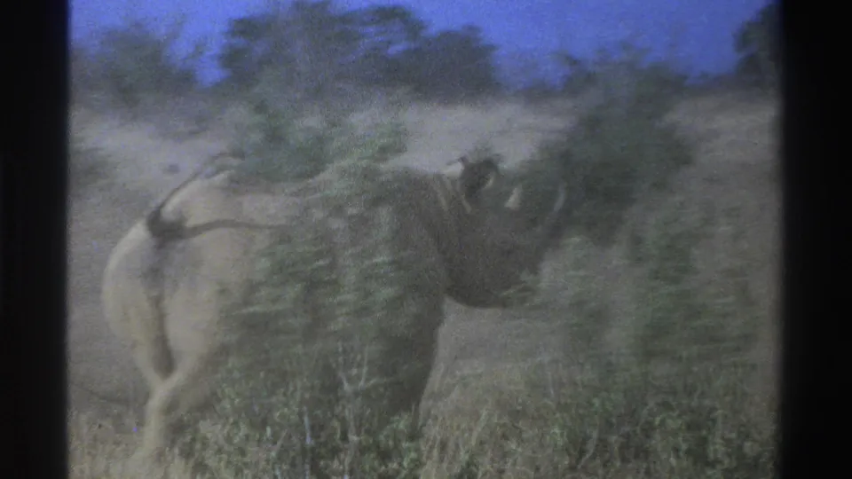 Faded 1969 South Africa 8mm frame showing a rhinoceros moving away across grassy savanna with low shrubs and trees behind it.