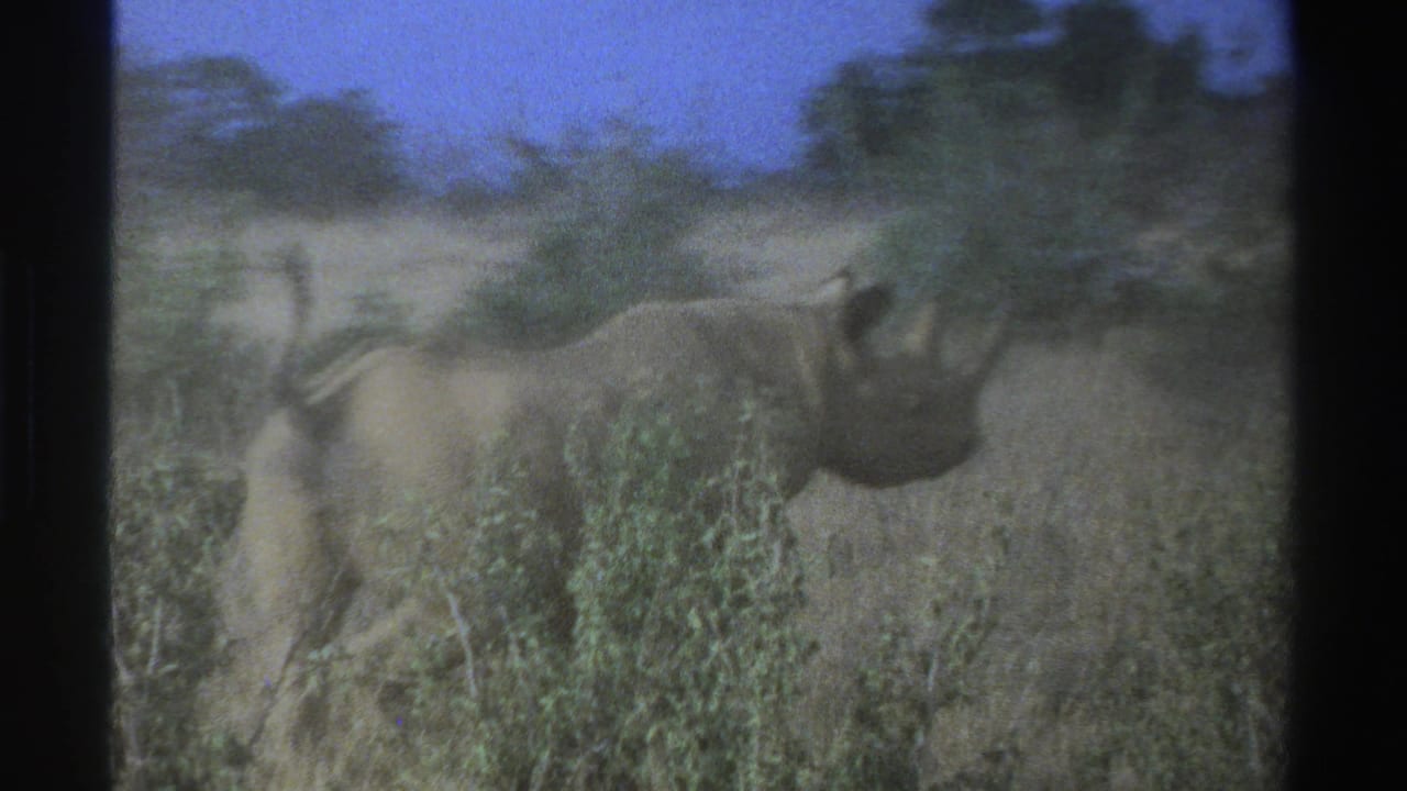 1969 South Africa 8mm frame showing a rhinoceros moving through dry shrubs in a zoo enclosure under blue sky.