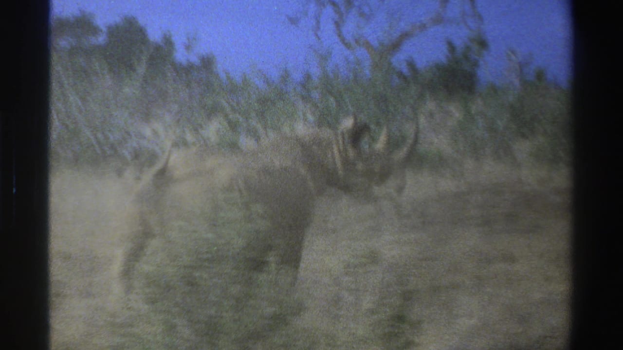 Rhinoceros seen through sparse brush and dry grass.