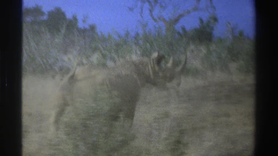 A rhinoceros appears among shrubs and dry vegetation in this South Africa zoo home-movie frame from 1969.