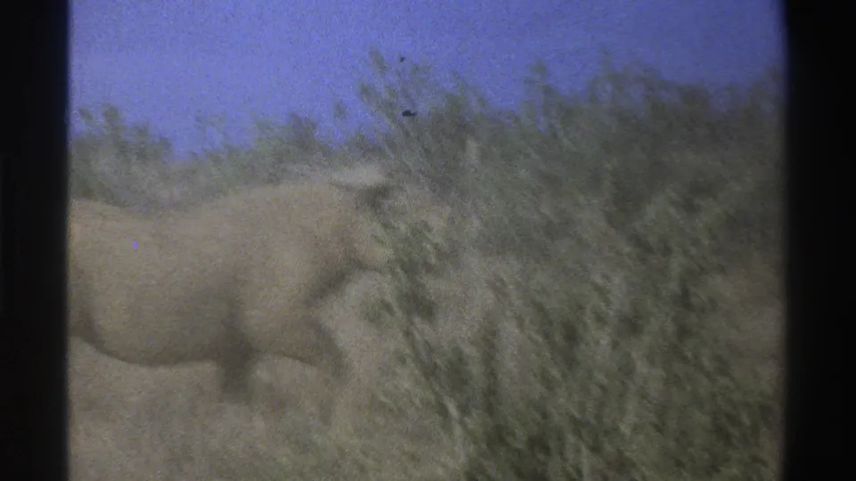 Soft 8mm frame of the rhinoceros passing close to brush, with its body partly cropped by the contact-sheet edge.