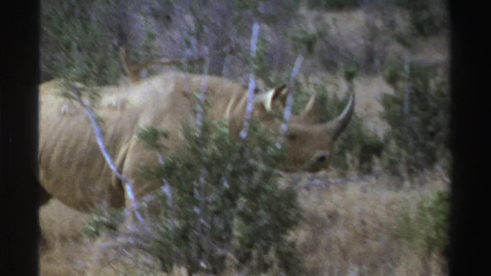 Clear side view of a rhinoceros in a dry South Africa zoo enclosure, with horns and thick hide visible through brush.
